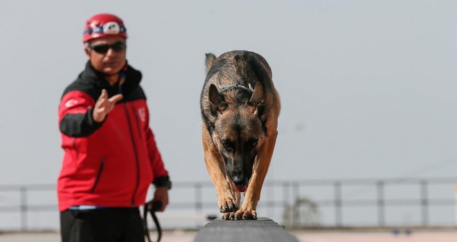 Hayat kurtaran köpekleri yetiştiriyor 