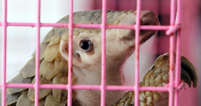 Çin'de 130 pangolin yetersiz bakımdan öldü